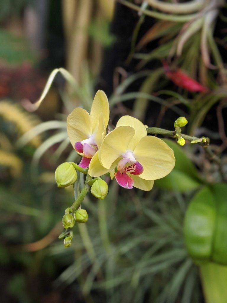 orchid blooms from Daniel Stowe Botanical Gardens
